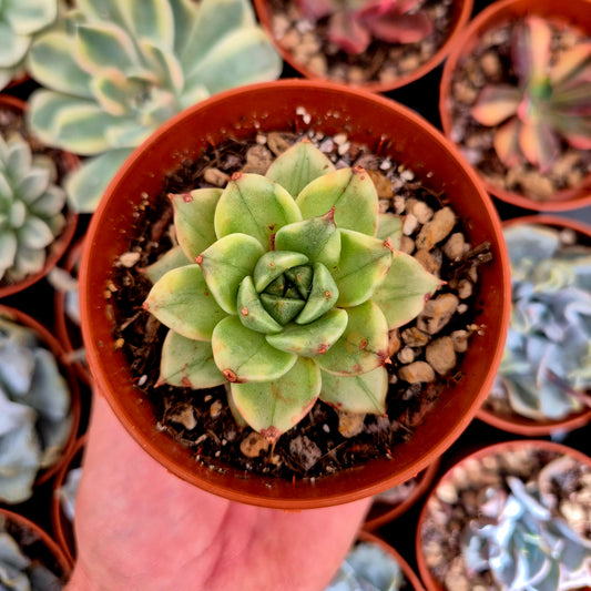 Echeveria agavoides "Leopard" variegated