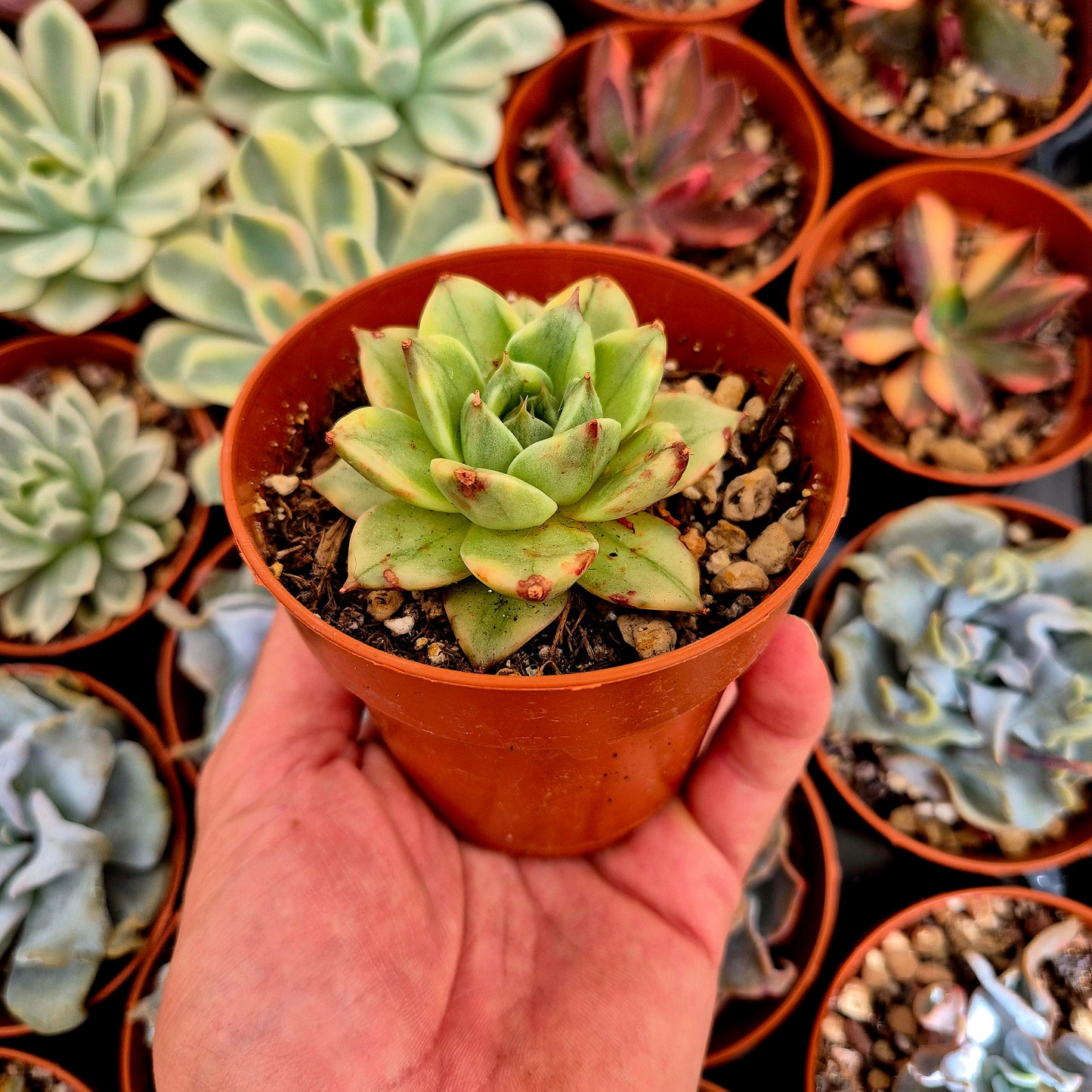 Echeveria agavoides "Leopard" variegated