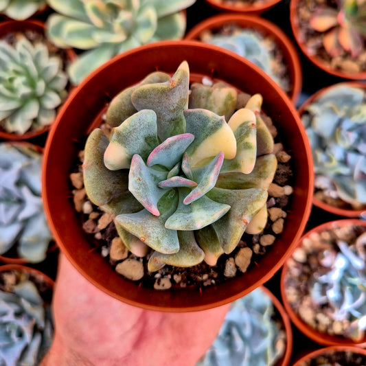 Echeveria "Cubic Frost" variegada
