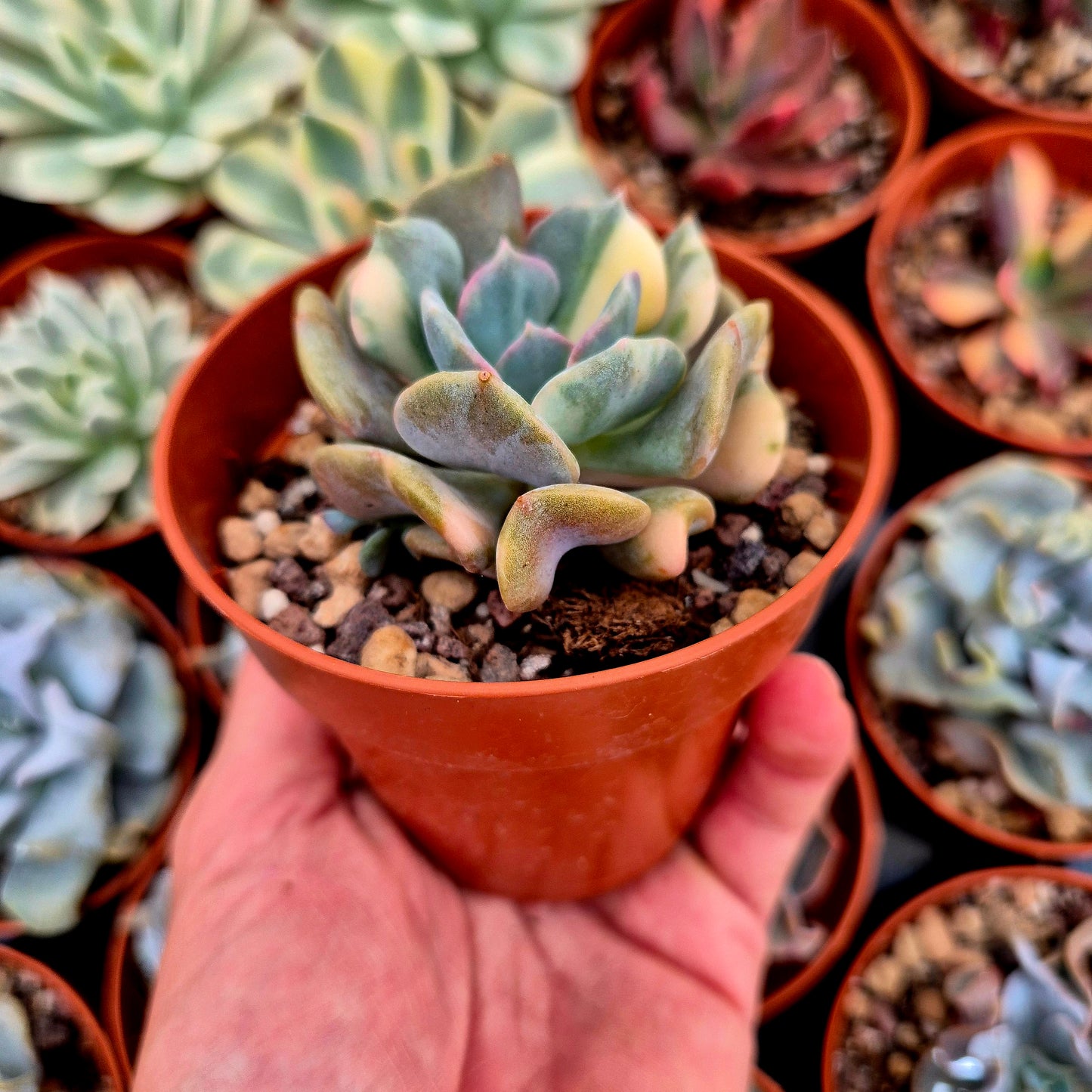 Echeveria "Cubic Frost" variegated