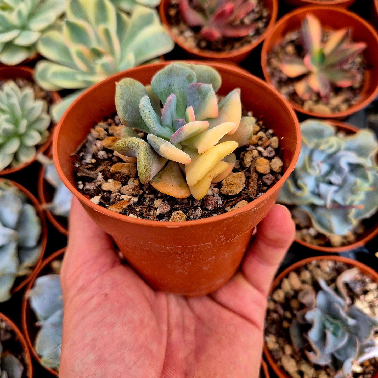 Echeveria "Cubic Frost" variegada