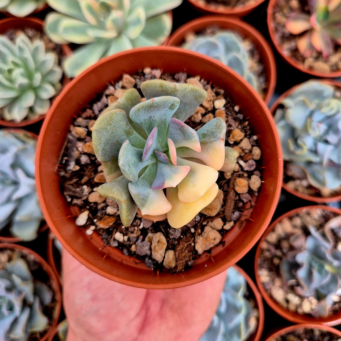 Echeveria "Cubic Frost" variegada
