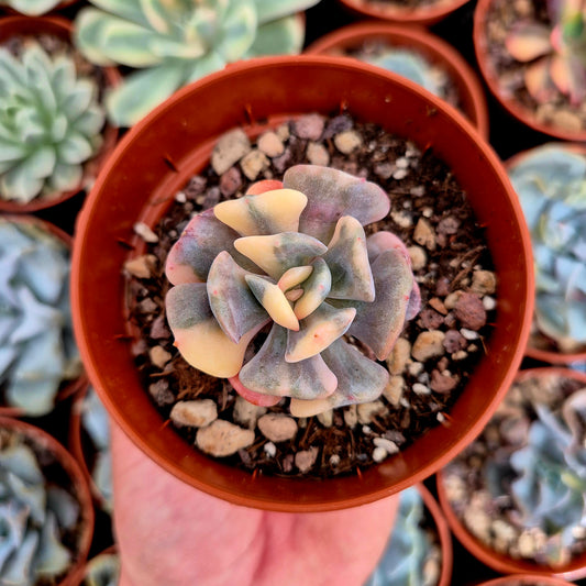 Echeveria "Cubic Frost" variegated