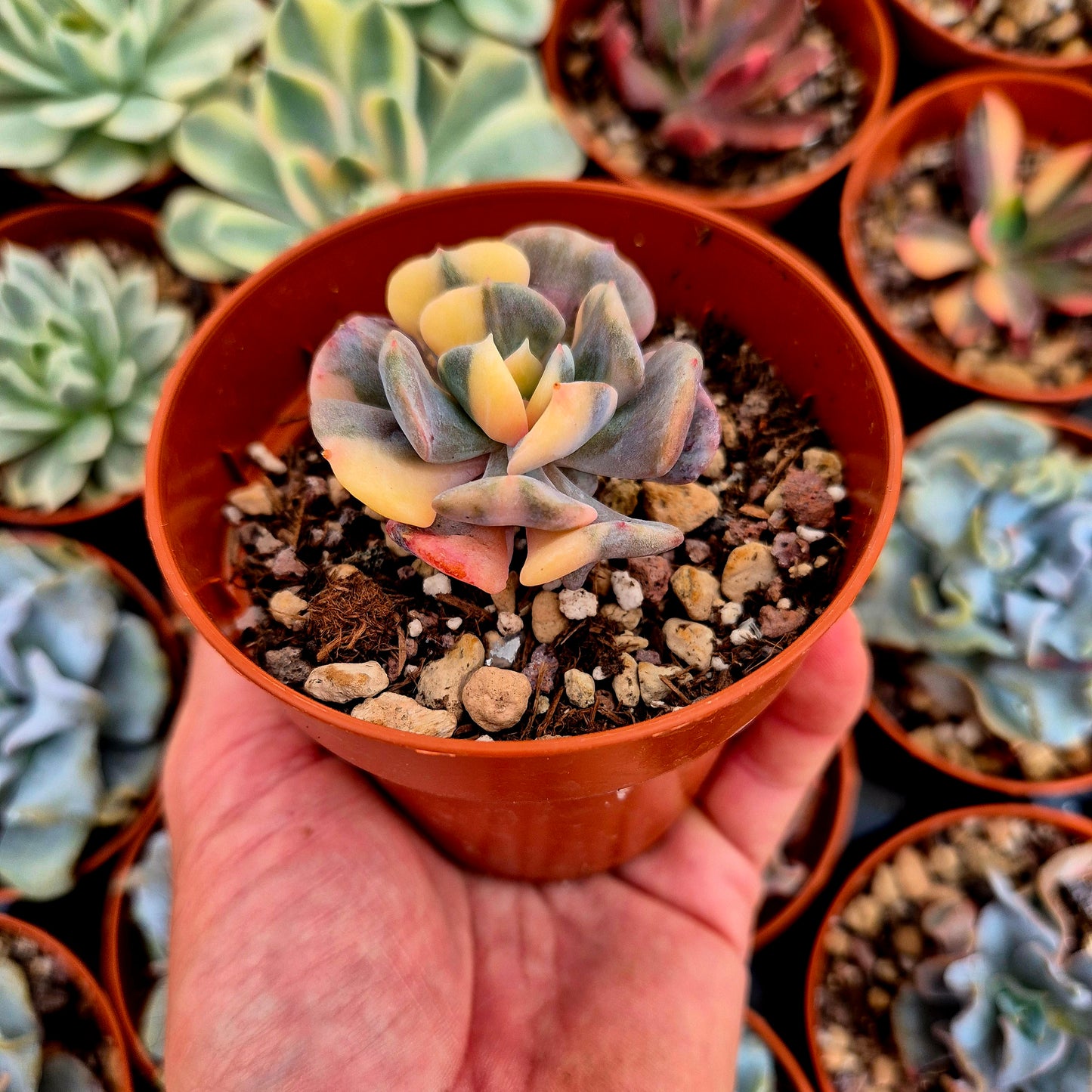 Echeveria "Cubic Frost" variegated