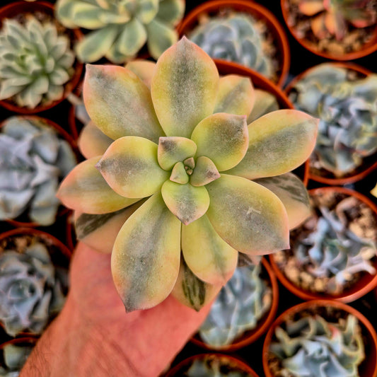 <tc>Graptopetalum "Superbum"</tc> variegated
