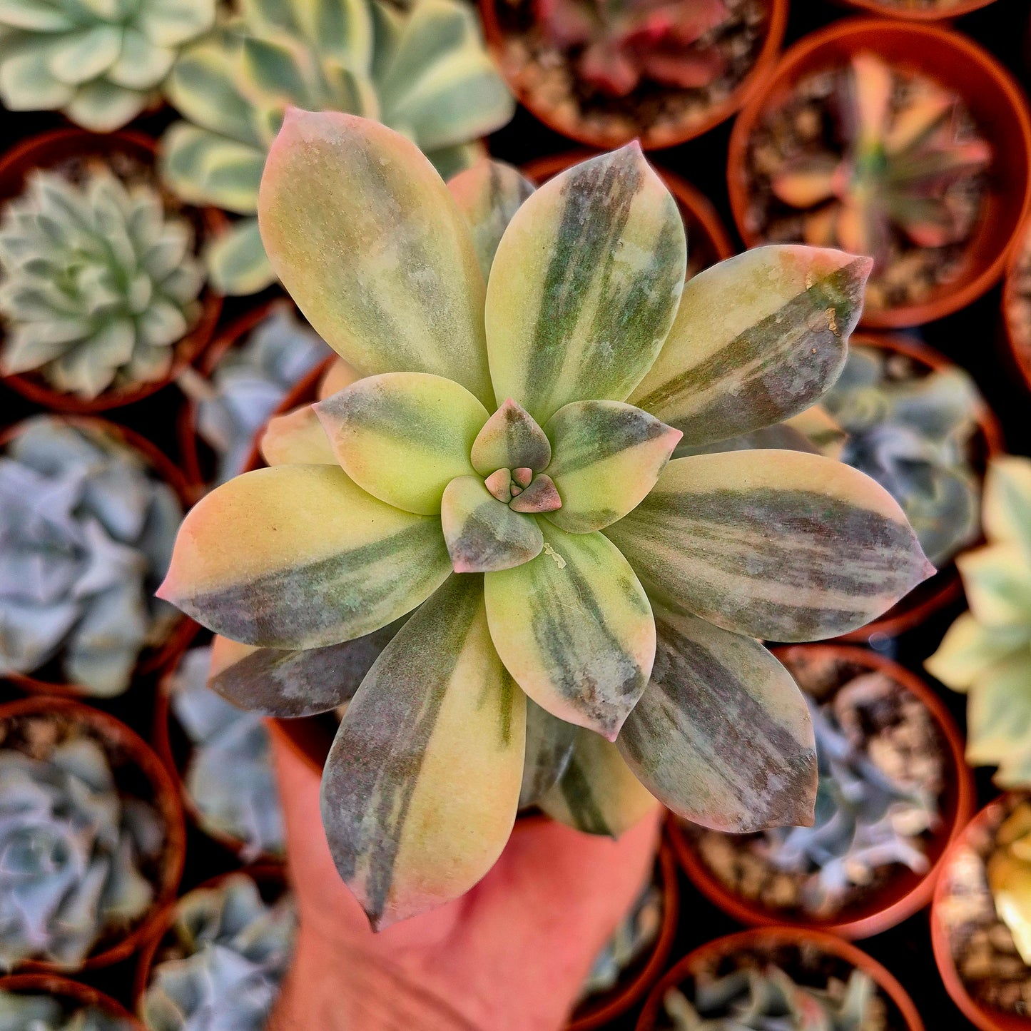 <tc>Graptopetalum "Superbum"</tc> variegated