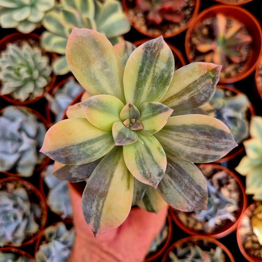 <tc>Graptopetalum "Superbum"</tc> variegated