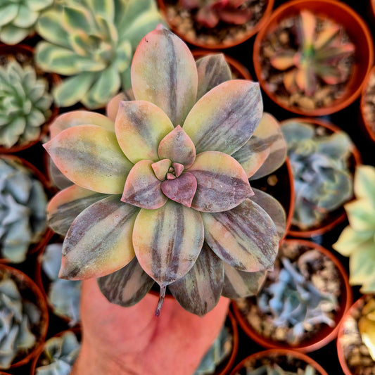<tc>Graptopetalum "Superbum"</tc> variegated