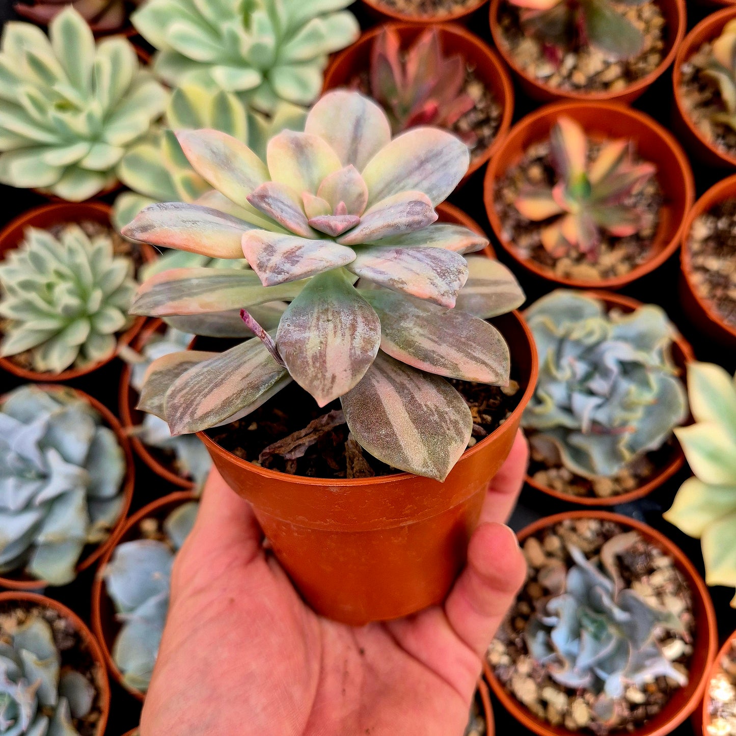 <tc>Graptopetalum "Superbum"</tc> variegated