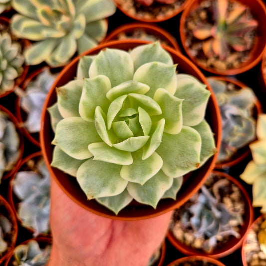 Echeveria "Lola" variegada