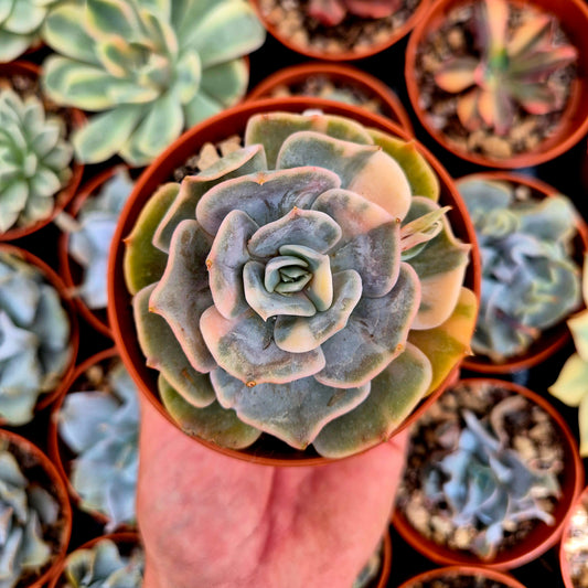 Echeveria "Pollux" variegated