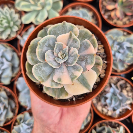 Echeveria "Pollux" variegated