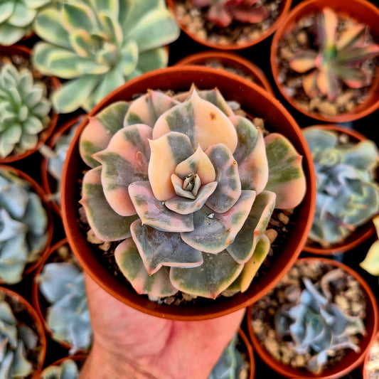 Echeveria "Pollux" variegated