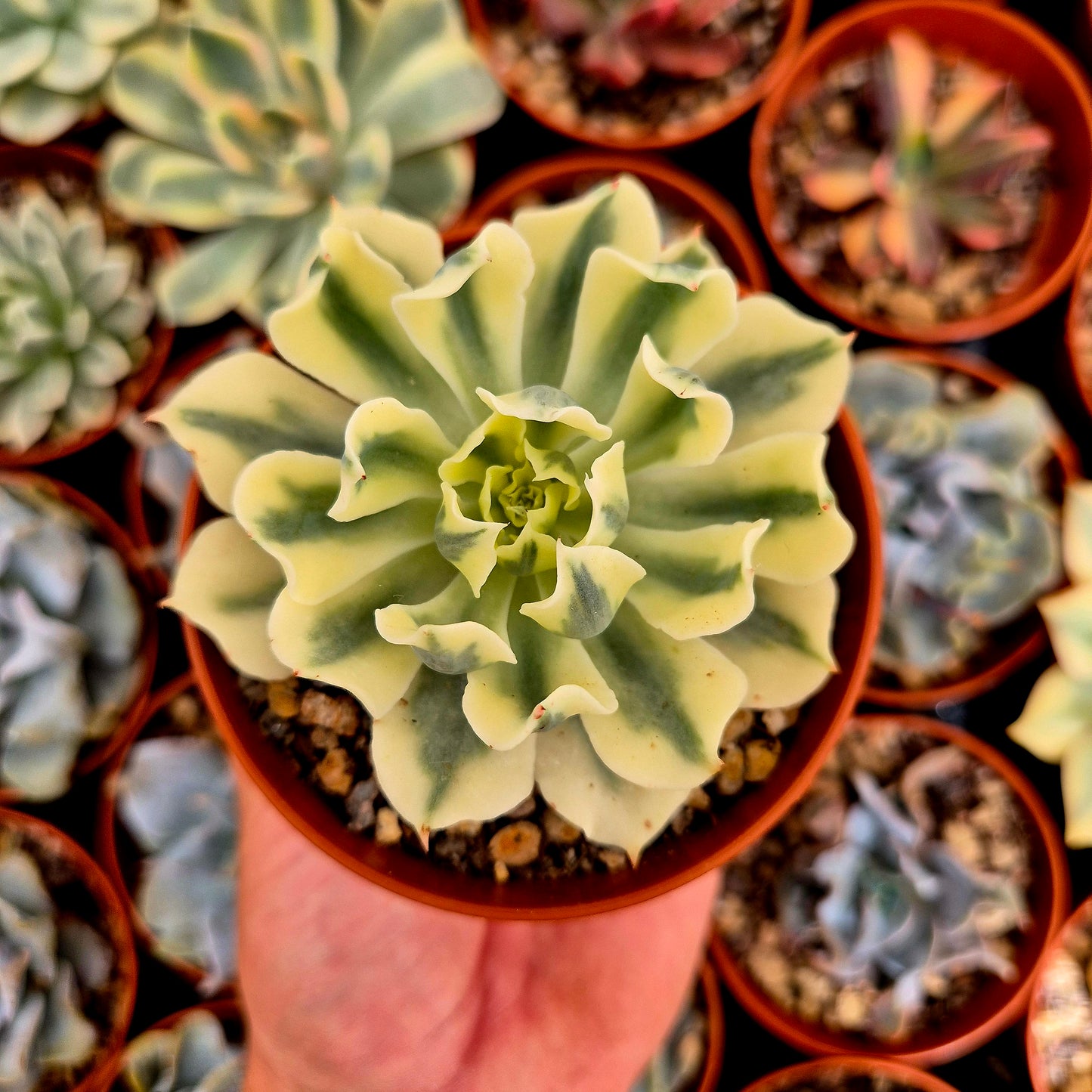 Echeveria "Tsunami" variegada