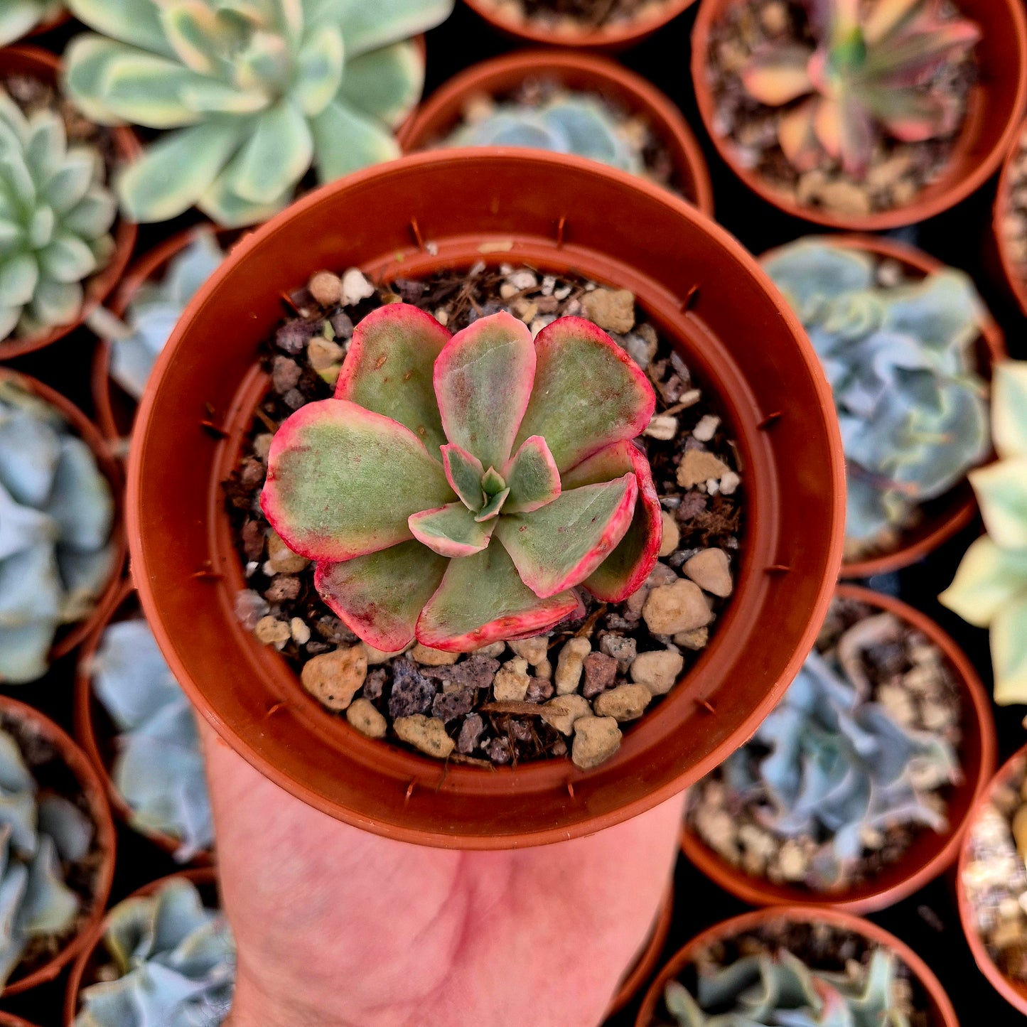 Echeveria "Red Suyon" <tc>panachée</tc>