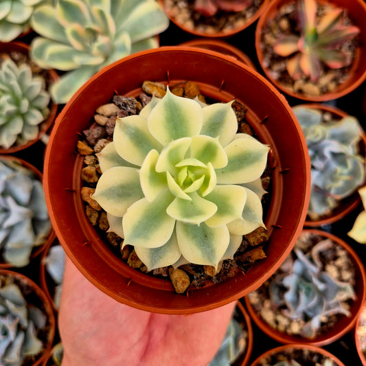 Echeveria "Deresina" variegada