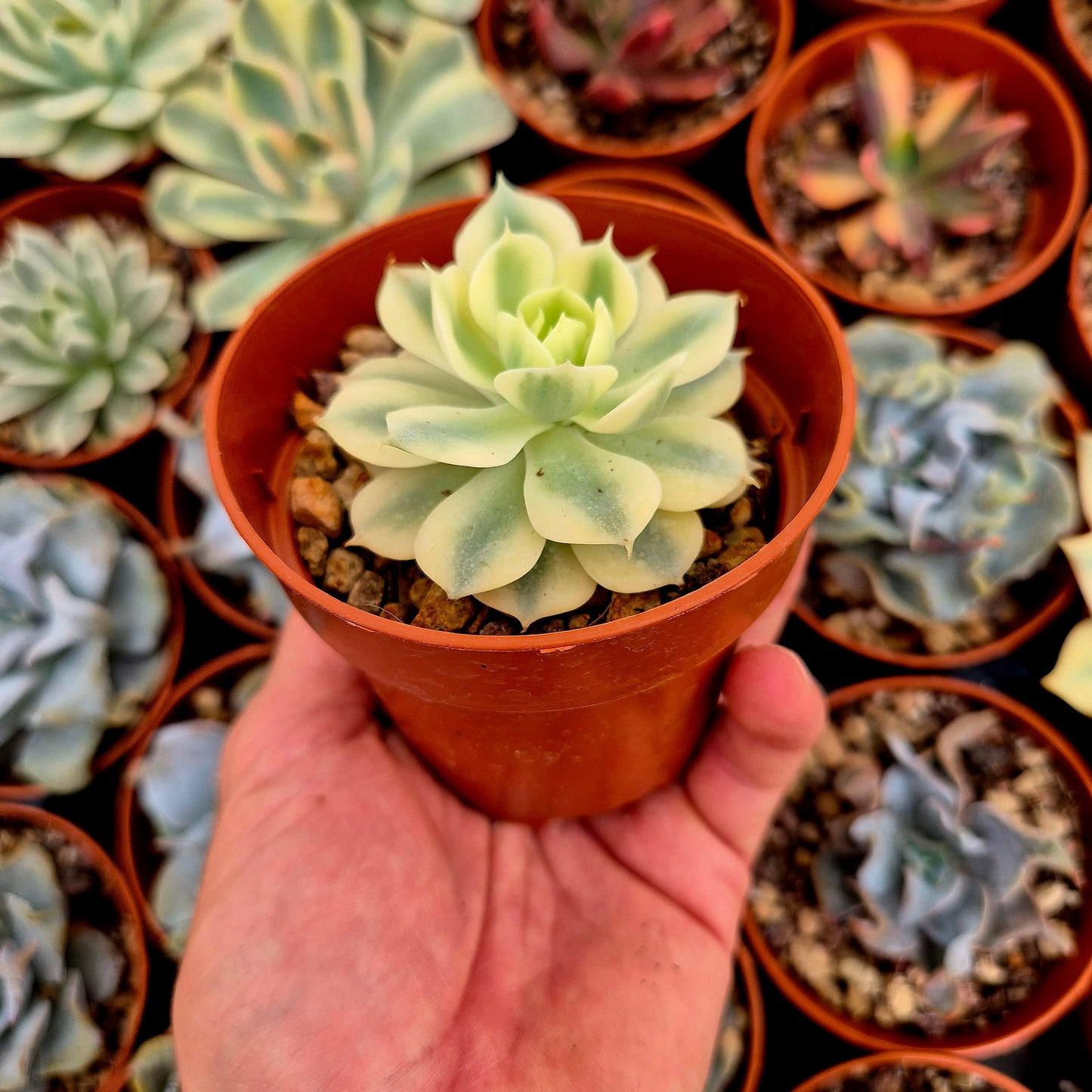Echeveria "Deresina" variegated