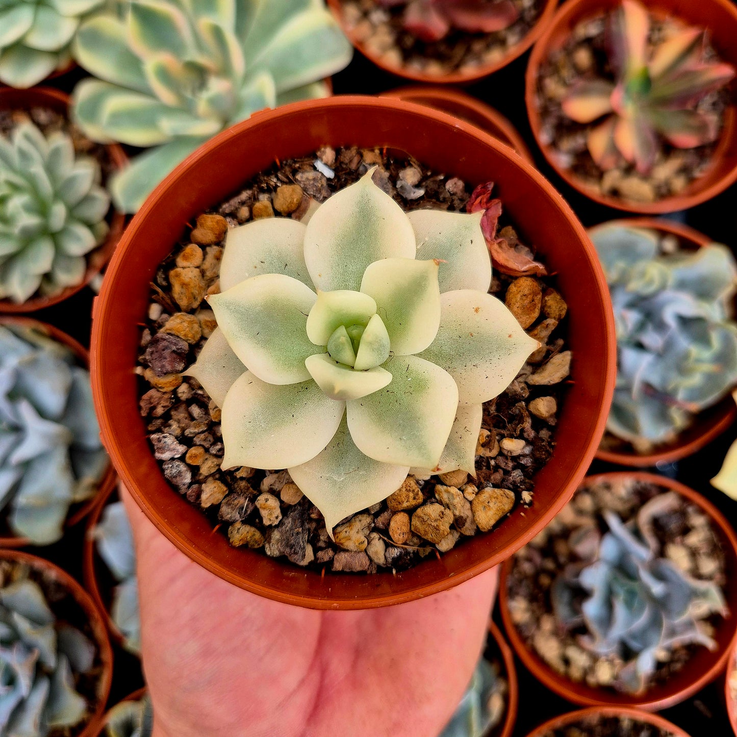 Echeveria "Lake Baikal" panaschiert