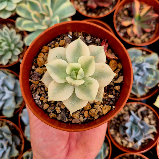 Echeveria "Lake Baikal" variegada