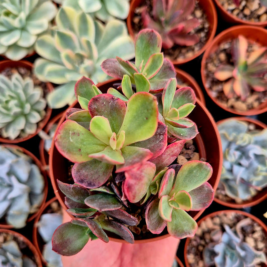 <tc>Echeveria "Suyon"</tc> <tc>panachée</tc>