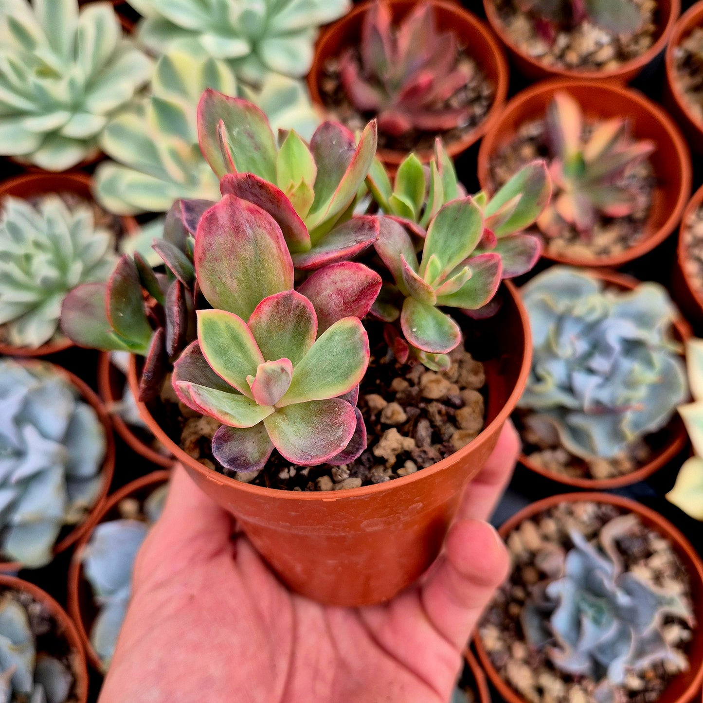 Echeveria "Suyon" variegada