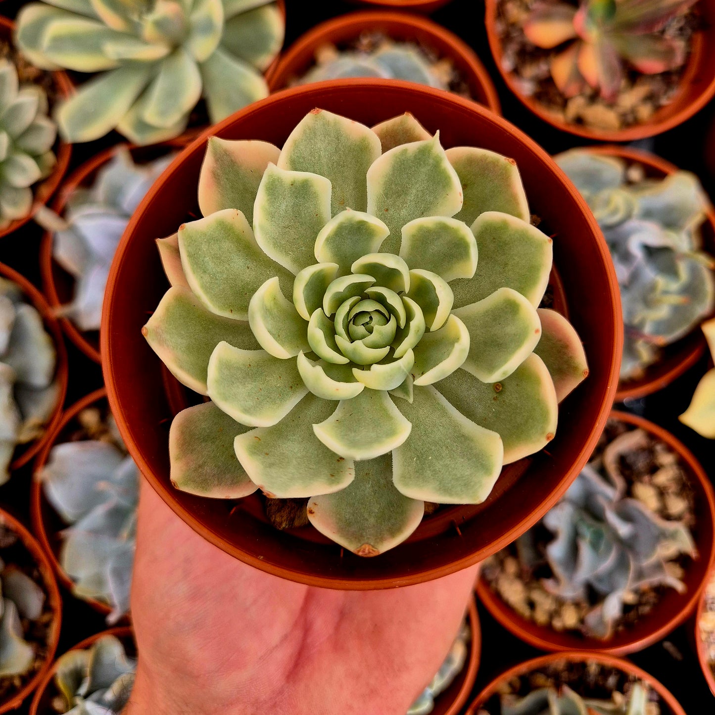 Echeveria "Desert Rose" panaschiert