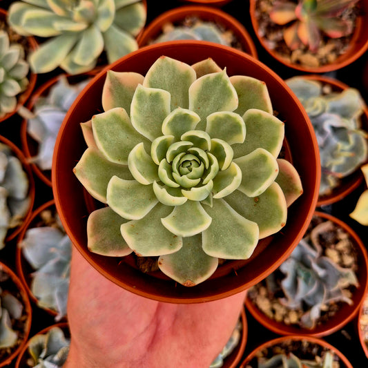 Echeveria "Desert Rose" variegada