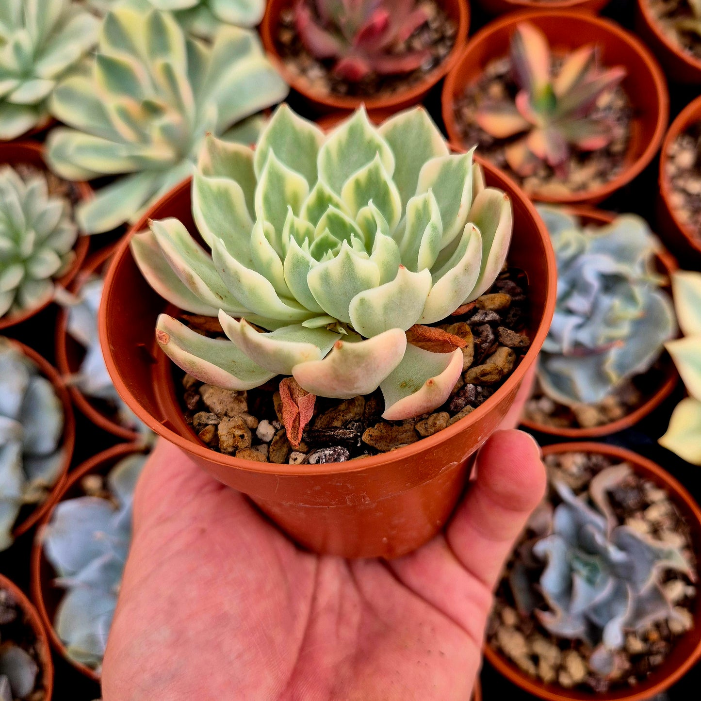 Echeveria "Desert Rose" panaschiert