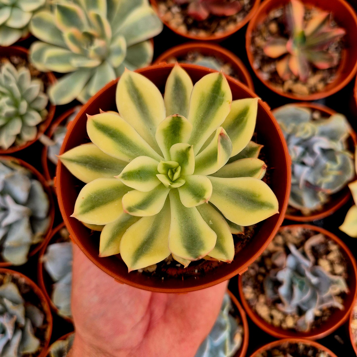 <tc>Echeveria "Red Edge"</tc> variegato
