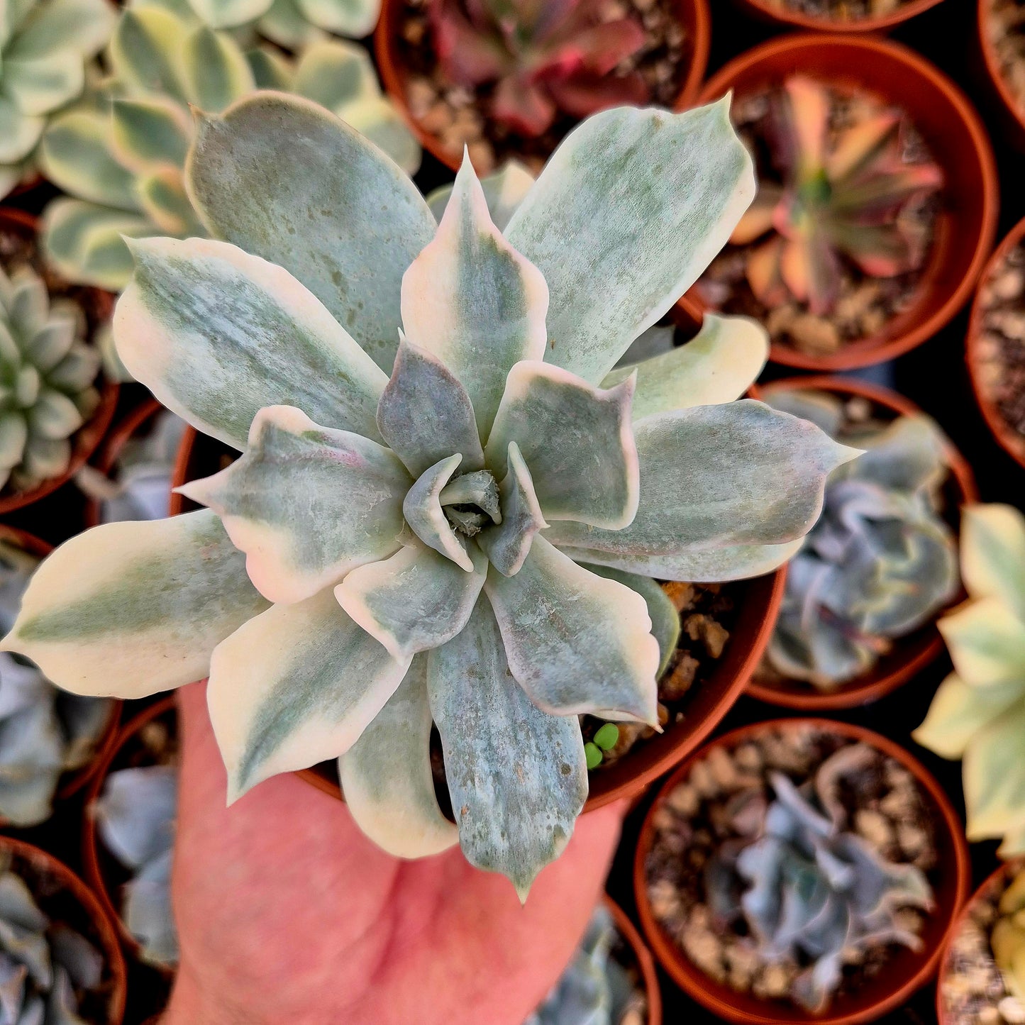 <tc>Echeveria lilacina</tc> variegato
