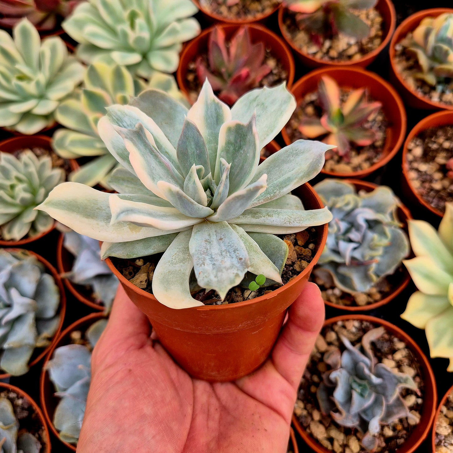 <tc>Echeveria lilacina</tc> variegato