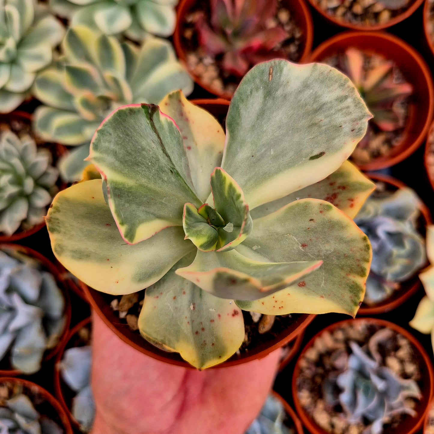<tc>Echeveria "Xixan"</tc> variegated