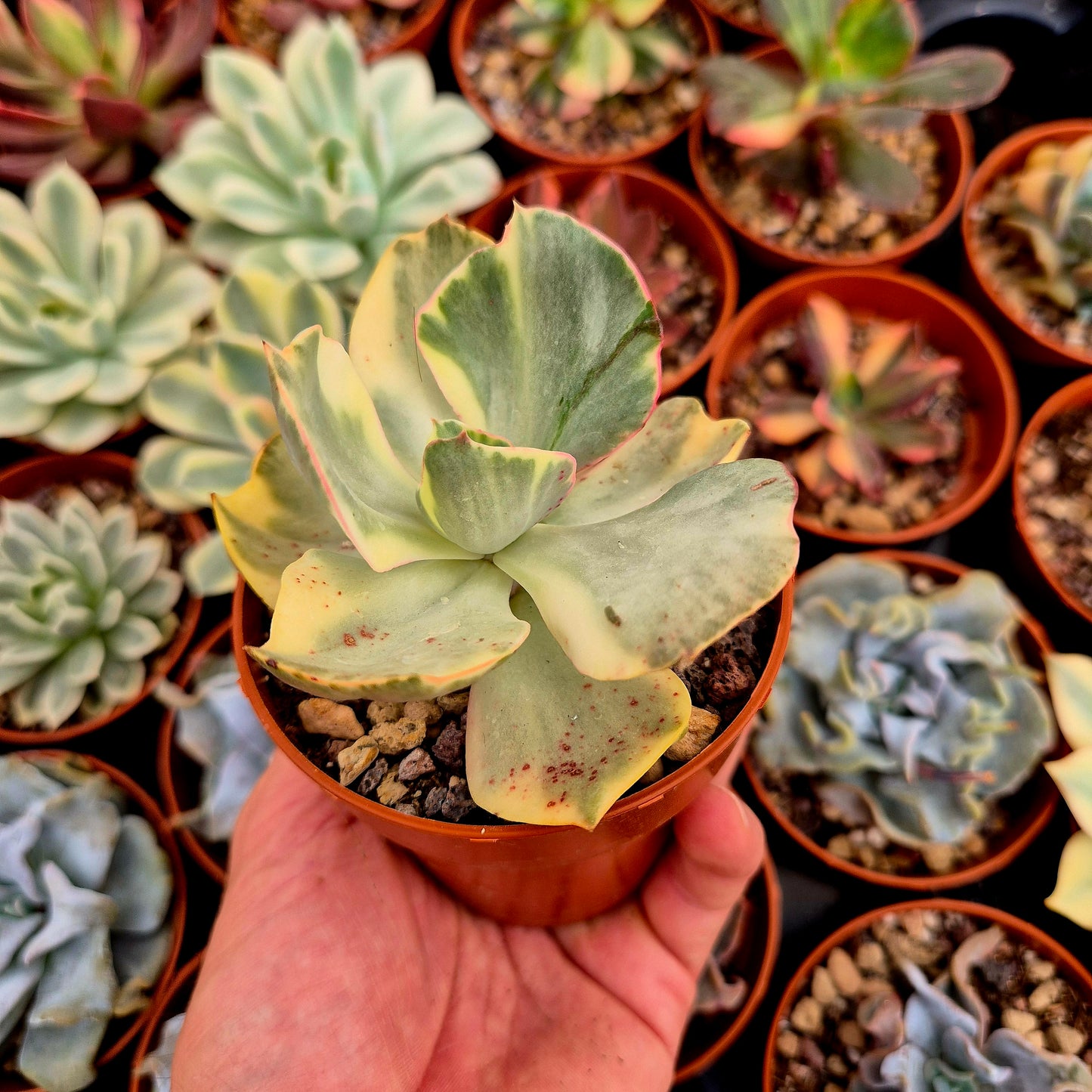 <tc>Echeveria "Xixan"</tc> variegated