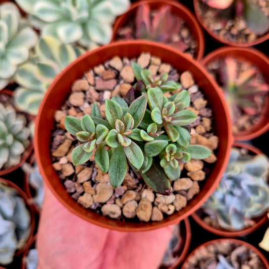<tc>Echeveria "Rezry"</tc> <tc>panachée</tc>
