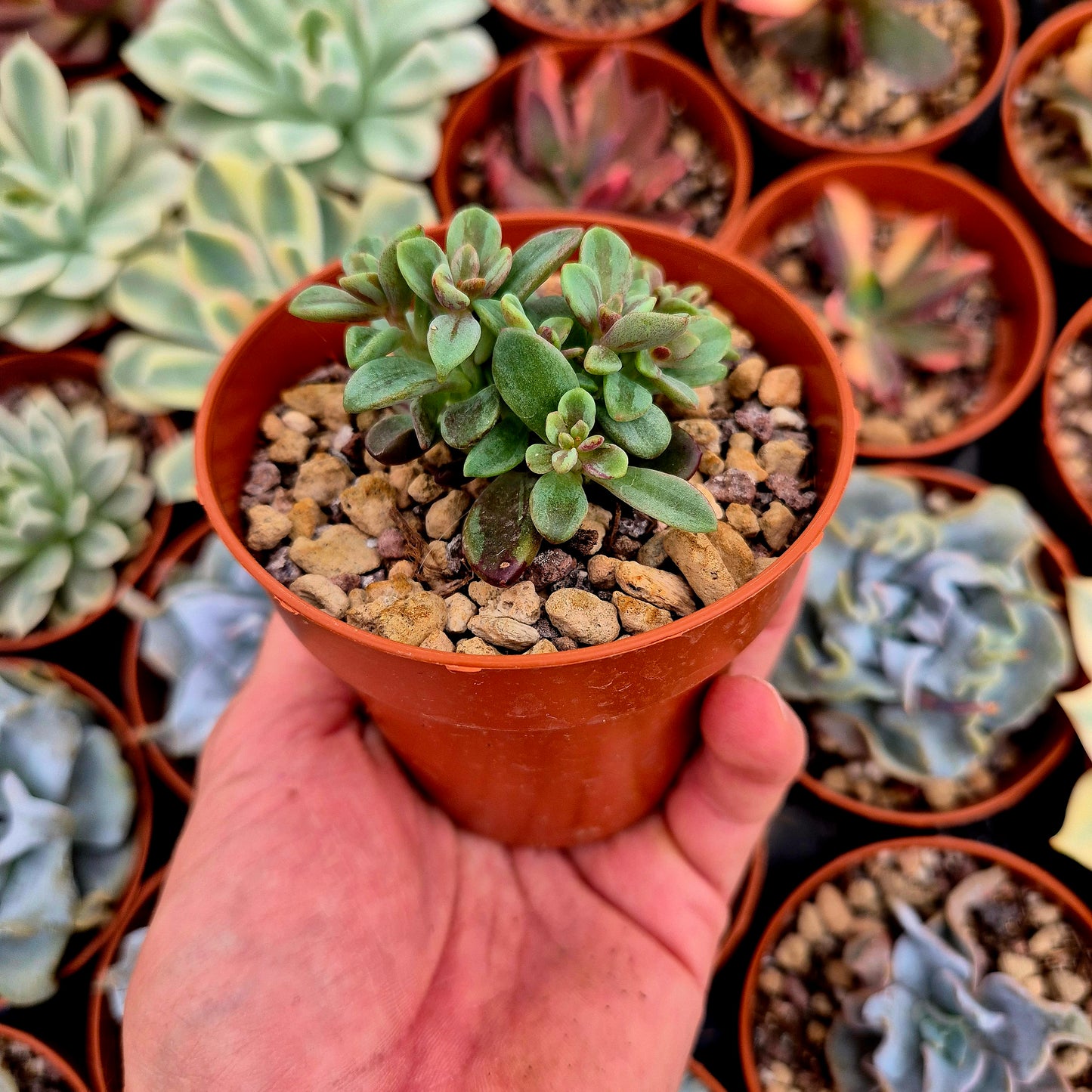 <tc>Echeveria "Rezry"</tc> panaschiert