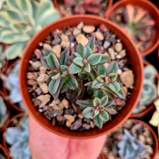 <tc>Echeveria "Rezry"</tc> <tc>panachée</tc>