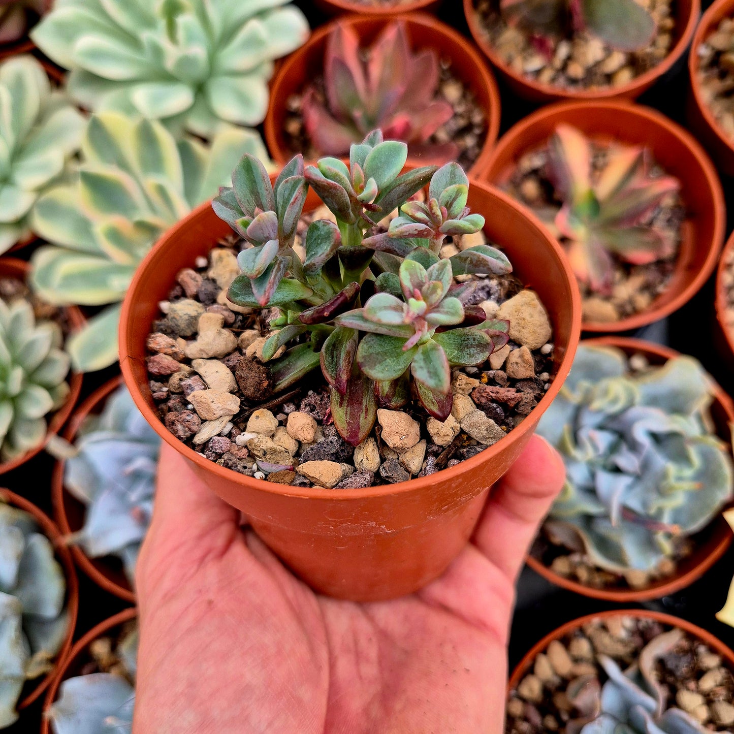 <tc>Echeveria "Rezry"</tc> panaschiert