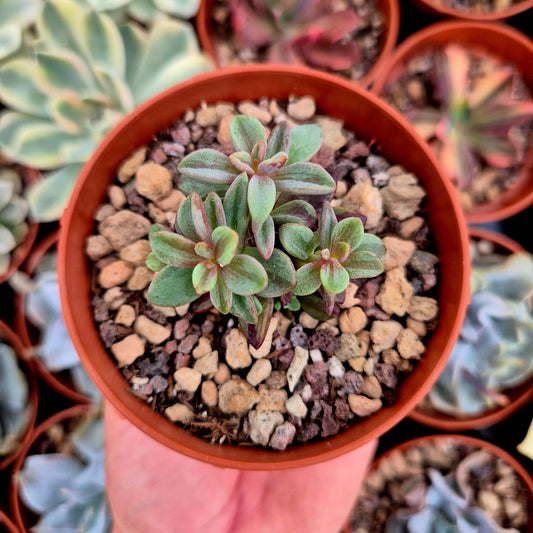 <tc>Echeveria "Rezry"</tc> <tc>panachée</tc>