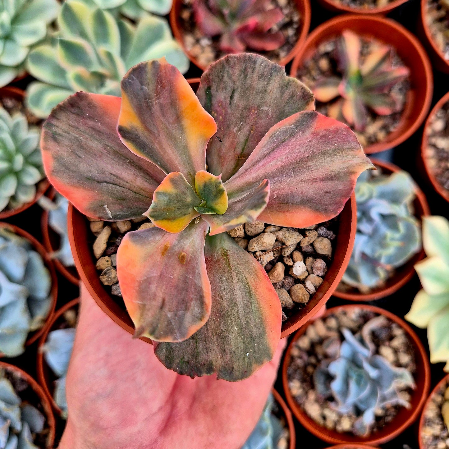 Echeveria "Suyon" variegada rainbow