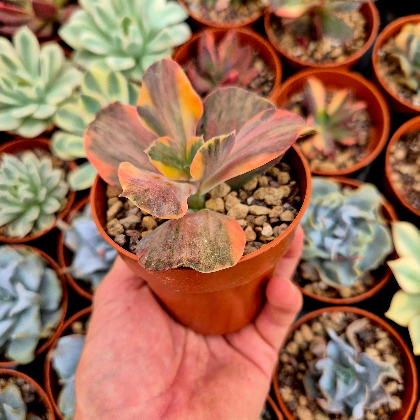 Echeveria "Suyon" variegada rainbow