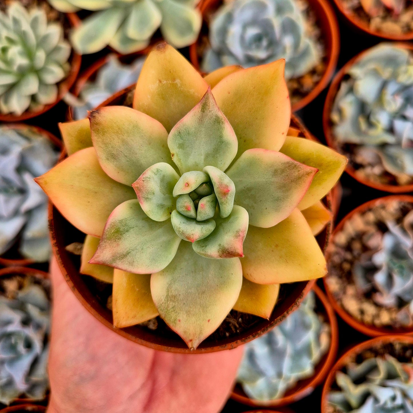 Echeveria "Kimera" panaschiert
