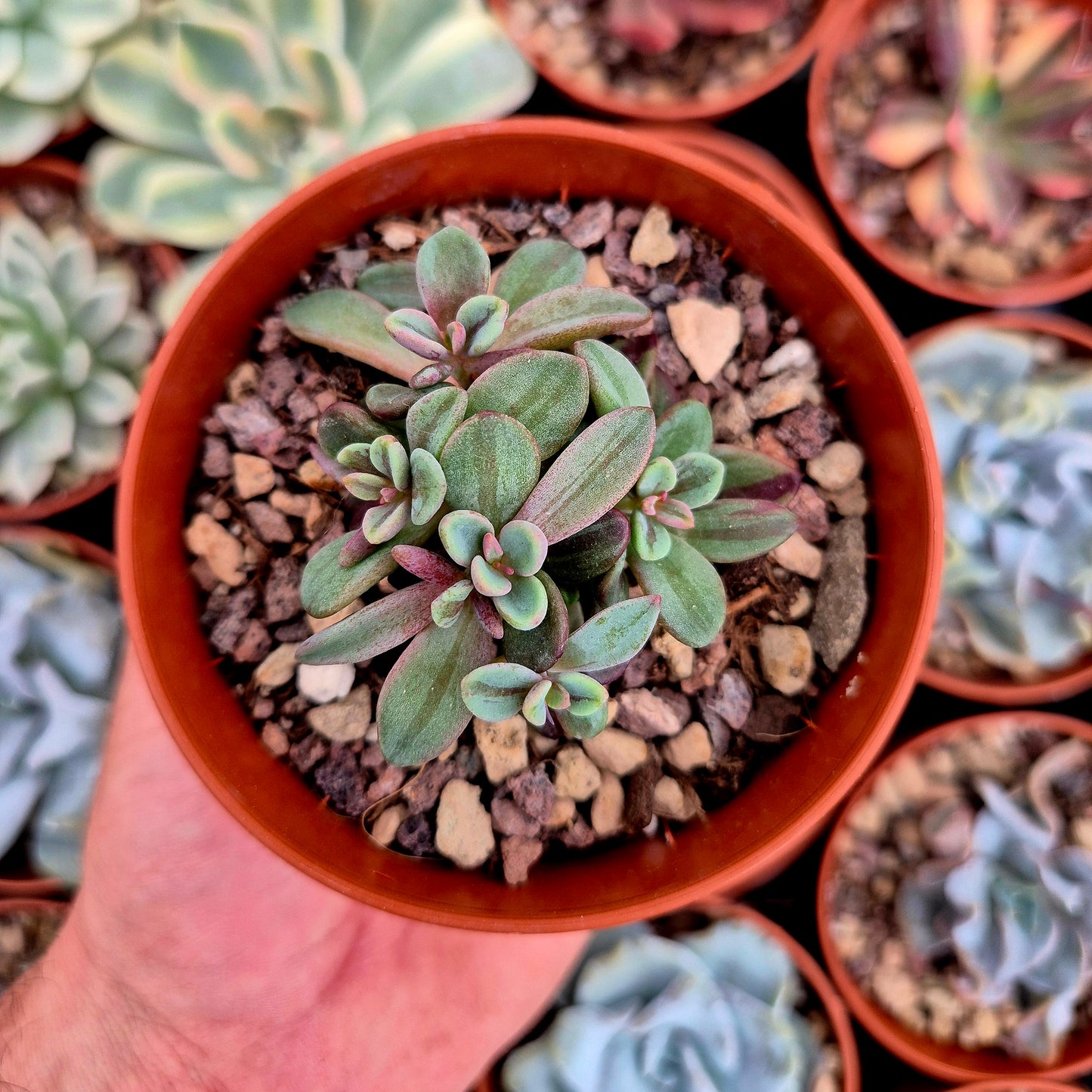 Echeveria "Rezry" variegada