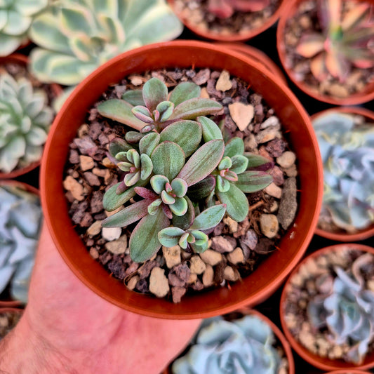 <tc>Echeveria "Rezry"</tc> <tc>panachée</tc>