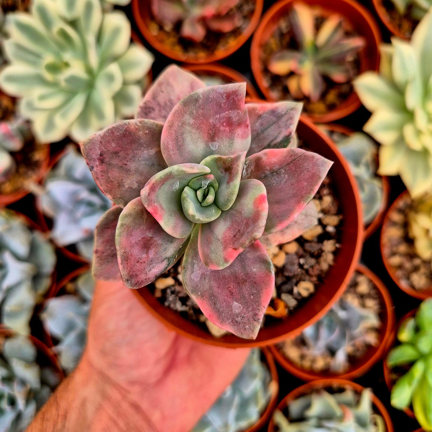 Graptoveria "Albert Baynes" variegada