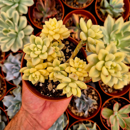 <tc>Graptopetalum mendozae</tc> panaschiert