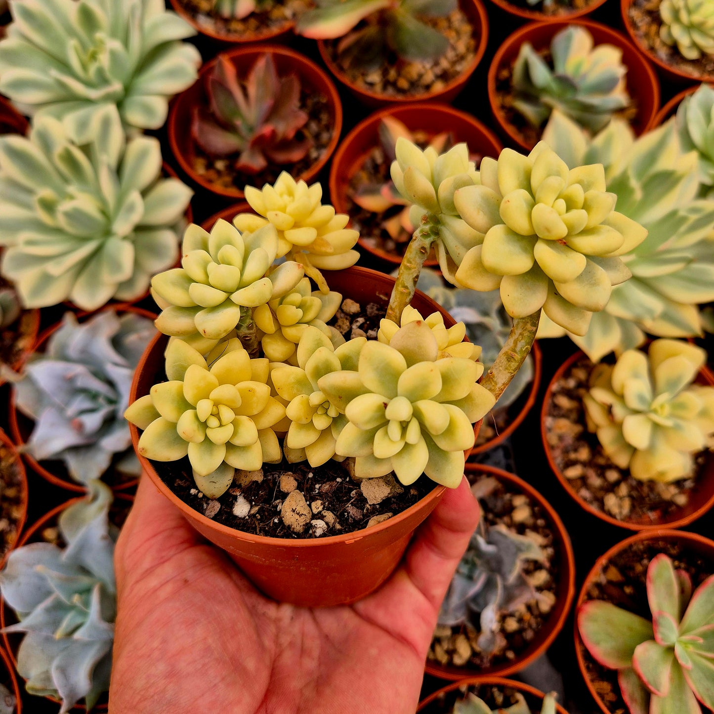 <tc>Graptopetalum mendozae</tc> panachée