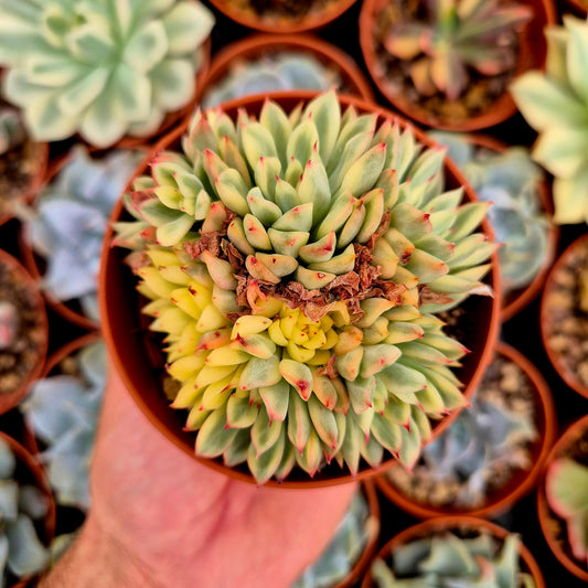 Echeveria "Mebina" panaschiert