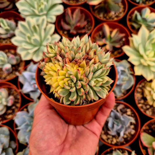 Echeveria "Mebina" variegada