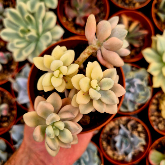 <tc>Graptosedum "Ellen"</tc> panaschiert