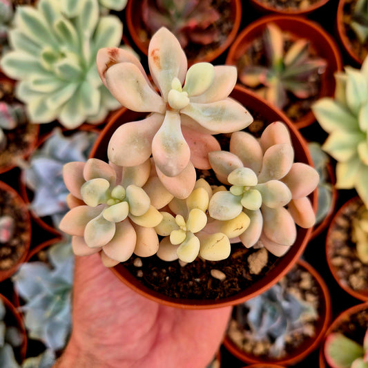 <tc>Graptosedum "Ellen"</tc> panaschiert